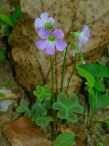 Violet Wood-sorrel (Oxalis violacea)