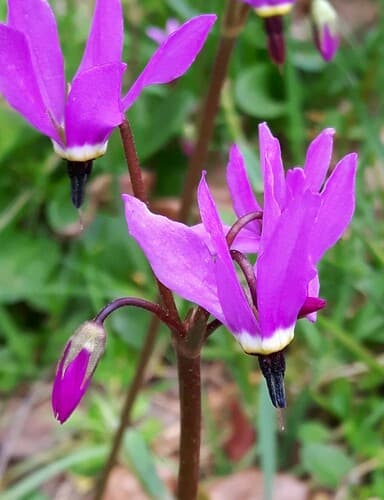 Henderson's Shooting Star (Dodecatheon hendersonii)