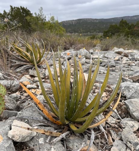 Lechuguilla (Agave lechuguilla)