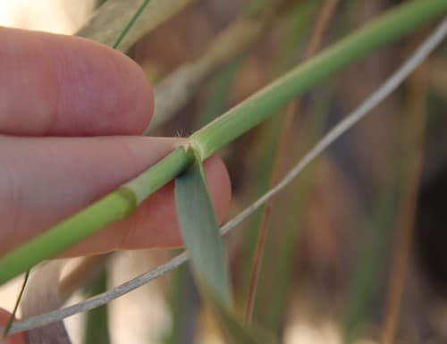 Giant needlegrass (Stipa coronata)