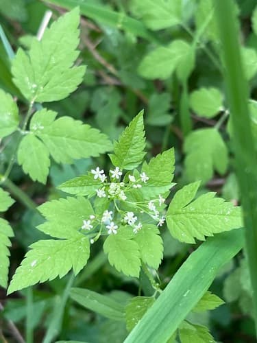 Mountain Sweetroot (Osmorhiza chilensis)