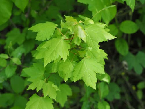 Red Maple (Acer rubrum)