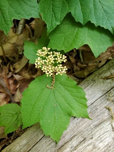 Dockmackie (Viburnum acerifolium)