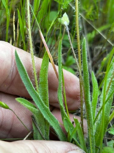 Annual Agoseris (Agoseris heterophylla)