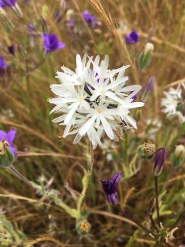 Blow wives (Achyrachaena mollis)