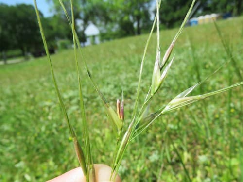 Texas Wintergrass (Nassella leucotricha)