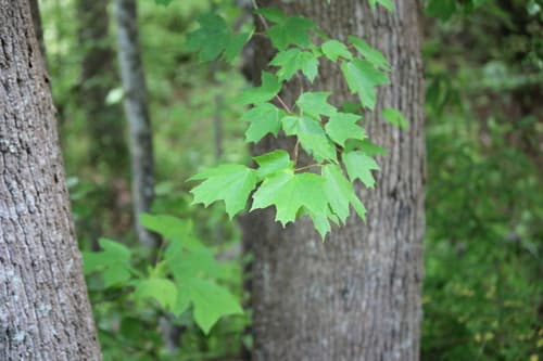 Southern Sugar Maple (Acer floridanum)