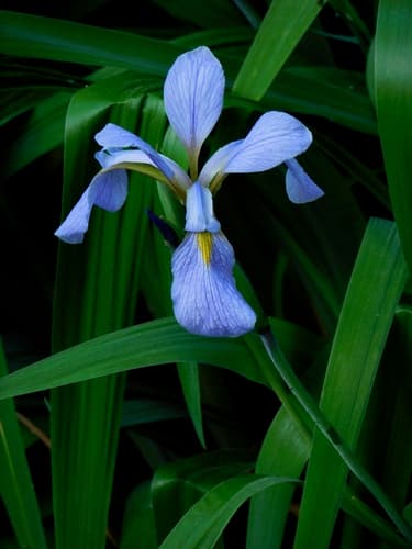 Southern Blue Flag Iris (Iris virginica)