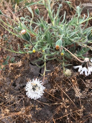 Blow wives (Achyrachaena mollis)