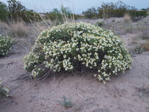 Desert Zinnia (Zinnia acerosa)