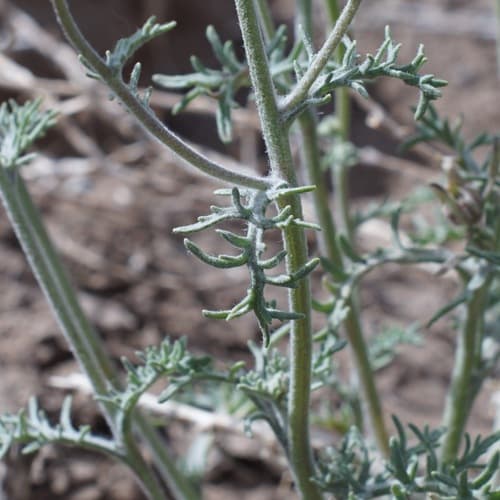 Desert Pincushion (Chaenactis stevioides)