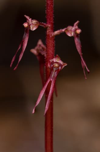 Southern Twayblade (Listera australis)
