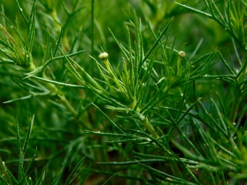 Parralena (Thymophylla pentachaeta)
