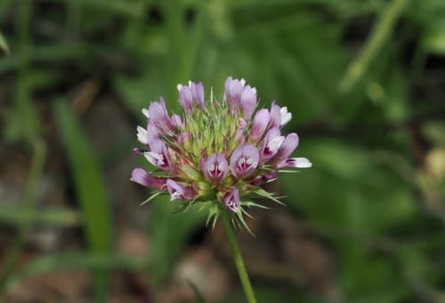 Tomcat Clover (Trifolium willdenovii)