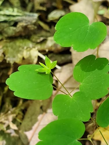 Rue Anemone (Thalictrum thalictroides)