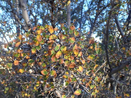 Utah serviceberry (Amelanchier utahensis)