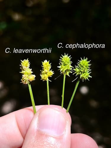Leavenworth's sedge (Carex leavenworthii)