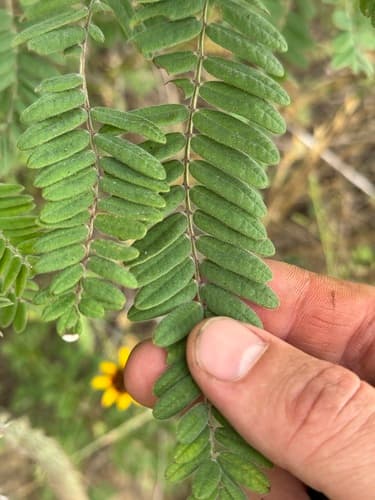 Leadplant (Amorpha canescens)