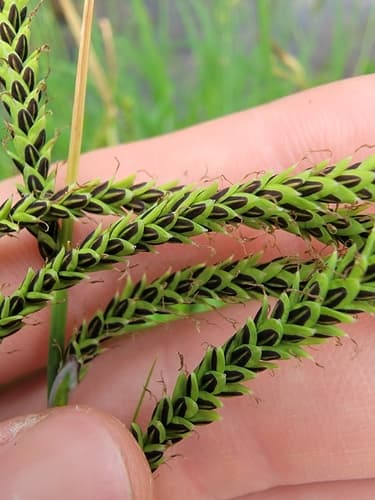 Twisted Sedge (Carex torta)