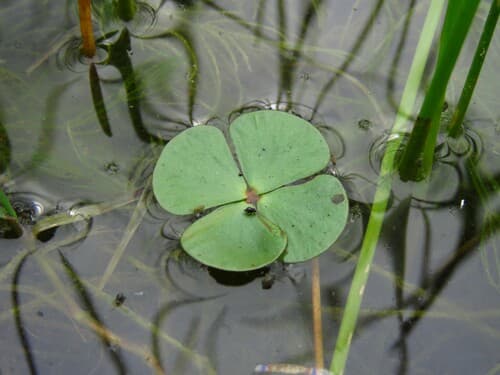 Hairy Clover Fern (Marsilea vestita)