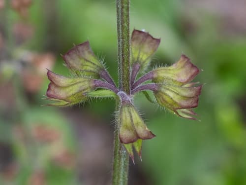 Lyre-leaf Sage (Salvia lyrata)