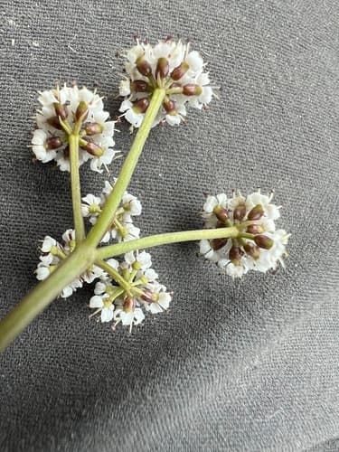 Indian Biscuitroot (Lomatium piperi)