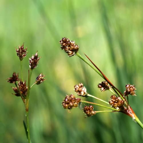 Heath Wood-rush (Luzula multiflora)
