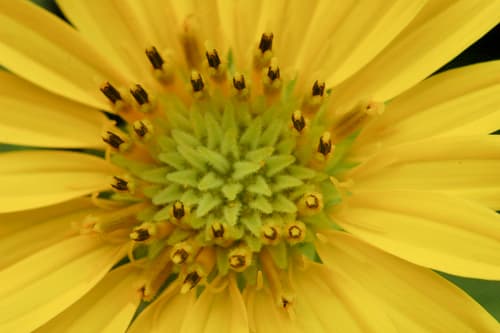 Wholeleaf rosinweed (Silphium integrifolium)