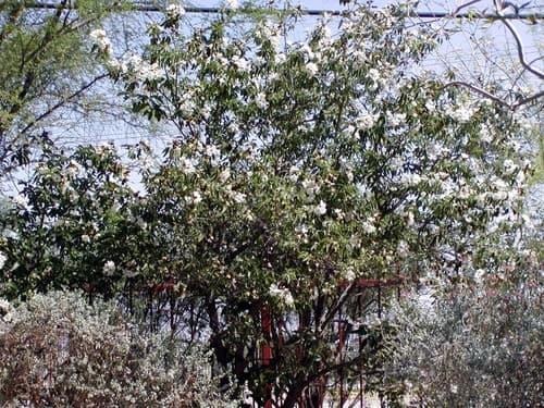 Anacahuita (Cordia boissieri)