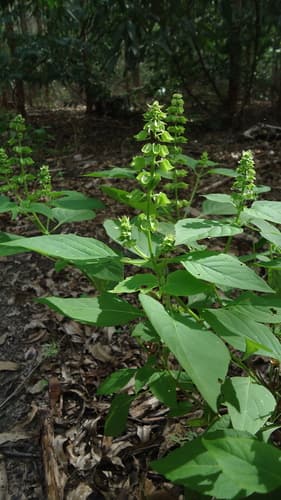 Least basil (Ocimum campechianum)