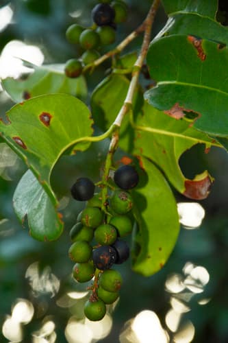 Pigeon-plum (Coccoloba diversifolia)