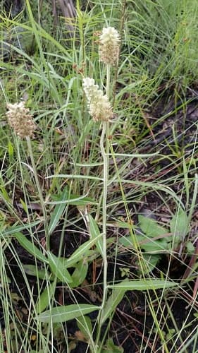 Dense-spike Blackroot (Pterocaulon pycnostachyum)