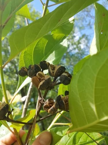 Fevertree (Pinckneya bracteata)