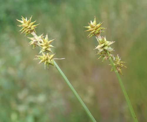 Star Sedge (Carex echinata)