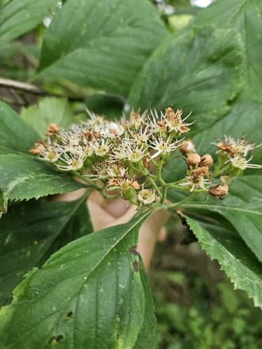 Pear Hawthorn (Crataegus calpodendron)