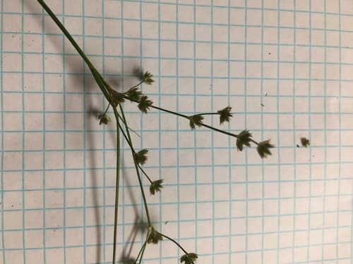 Elliott's Rush (Juncus elliottii)
