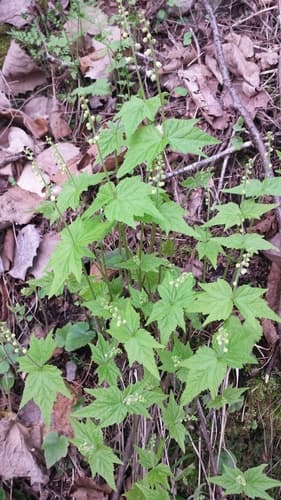 Bishop's-cap (Mitella diphylla)