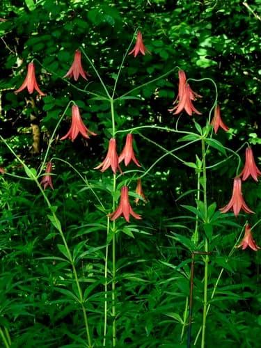 Canada Lily (Lilium canadense)
