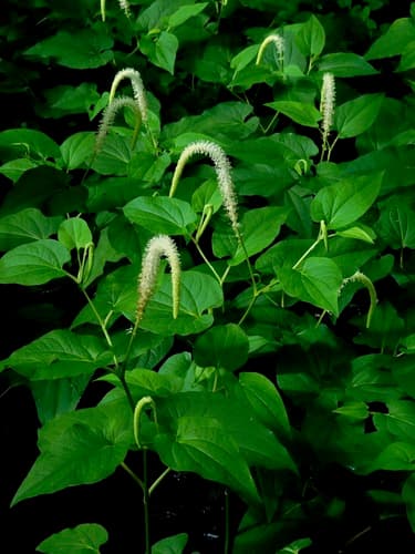 Lizard's-tail (Saururus cernuus)