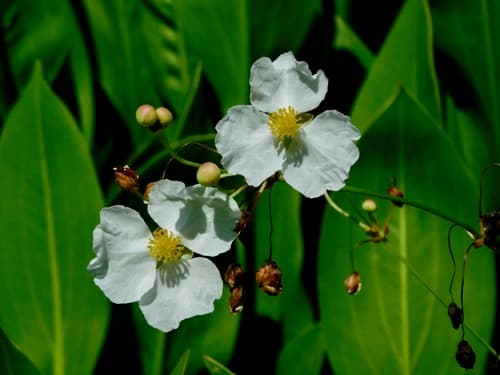 Bulltongue Arrowhead (Sagittaria lancifolia)