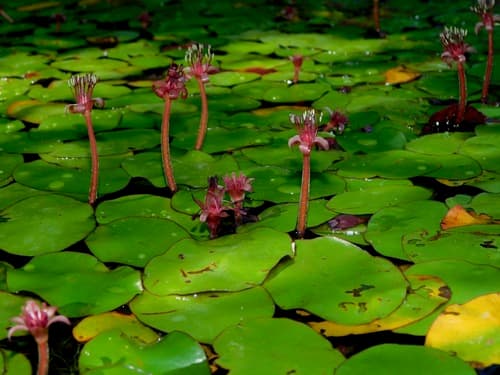 Schreber'S Watershield (Brasenia schreberi)