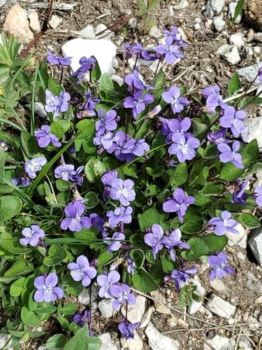 Early-blue Violet (Viola adunca)
