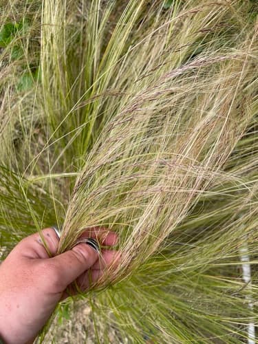 Mexican Feathergrass (Nassella tenuissima)