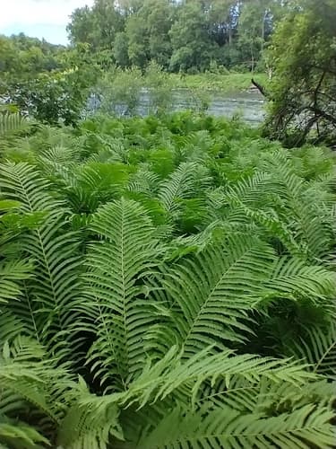 Fiddle Fern (Matteuccia struthiopteris)