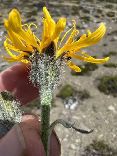 Siskiyou Hawk's-beard (Crepis modocensis)