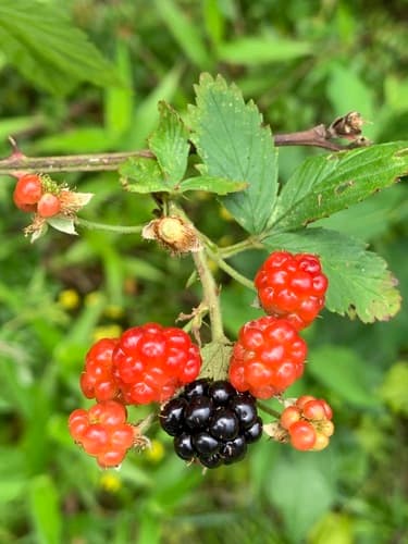 Plains Blackberry (Rubus laudatus)