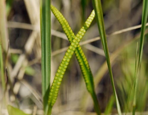 Adder's-tongue (Ophioglossum vulgatum)