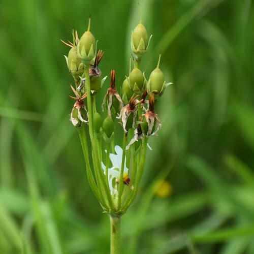 Shooting star (Dodecatheon meadia)