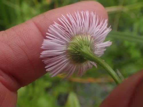 Daisy Fleabane (Erigeron philadelphicus)