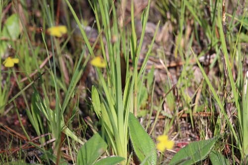Sandswamp Whitetop (Rhynchospora latifolia)